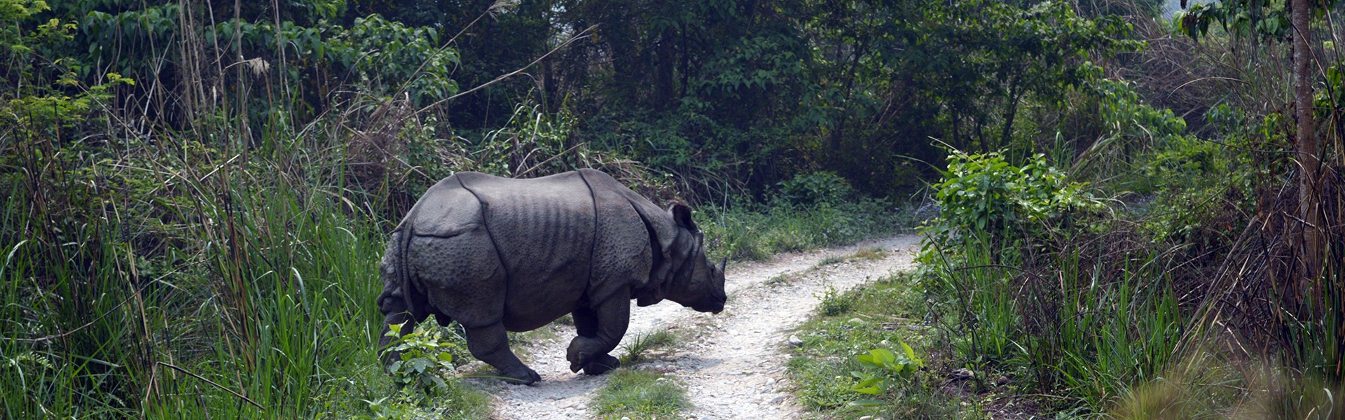 one horned Rhino at Chitwan National Park