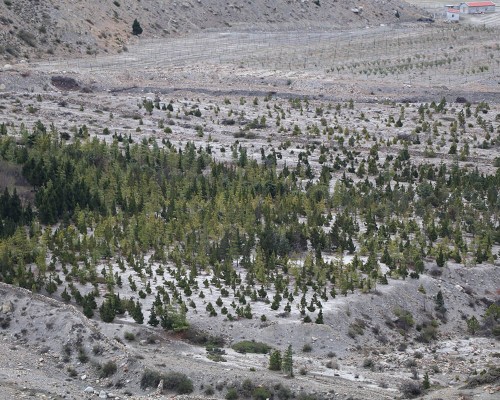 Apple Field In Lower Mustang