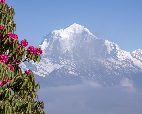 Beautiful Mountain And Rhododendron