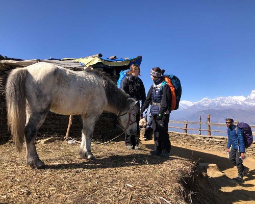 Horse In Ghorepani Region
