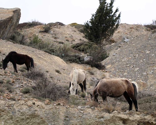 Pony In Jomsom