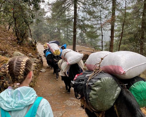 Yak Carrying Goods Ebc