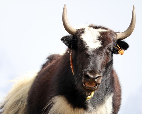 Yak During Annapurna Region