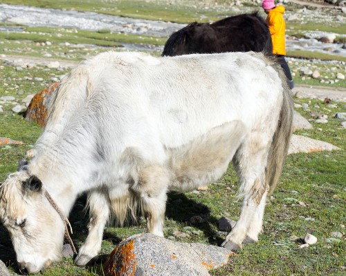 Yak In Kailash